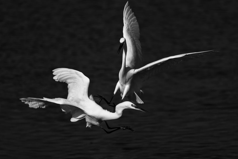 Фотография автора Alaa El Deeb