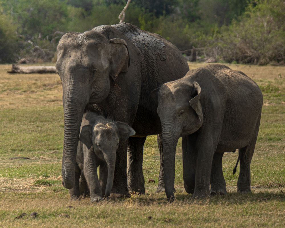 Generations of giants