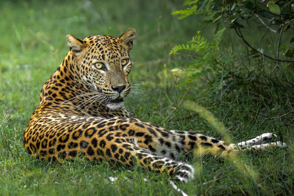 Pose-hunt repose