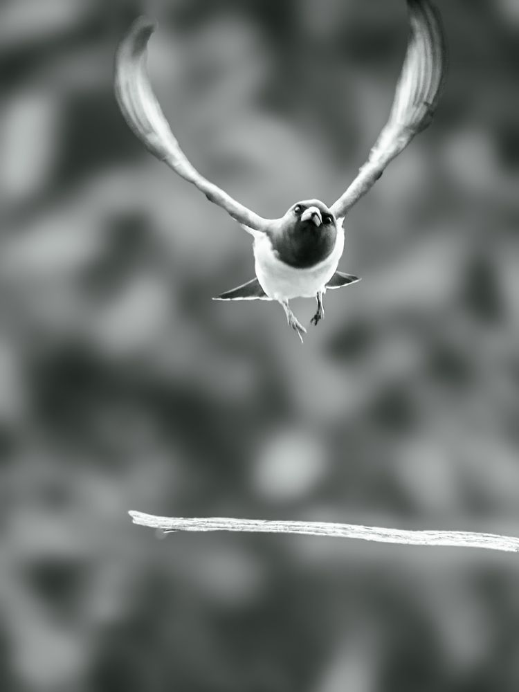 Photograph by Sutan Naga Effendy