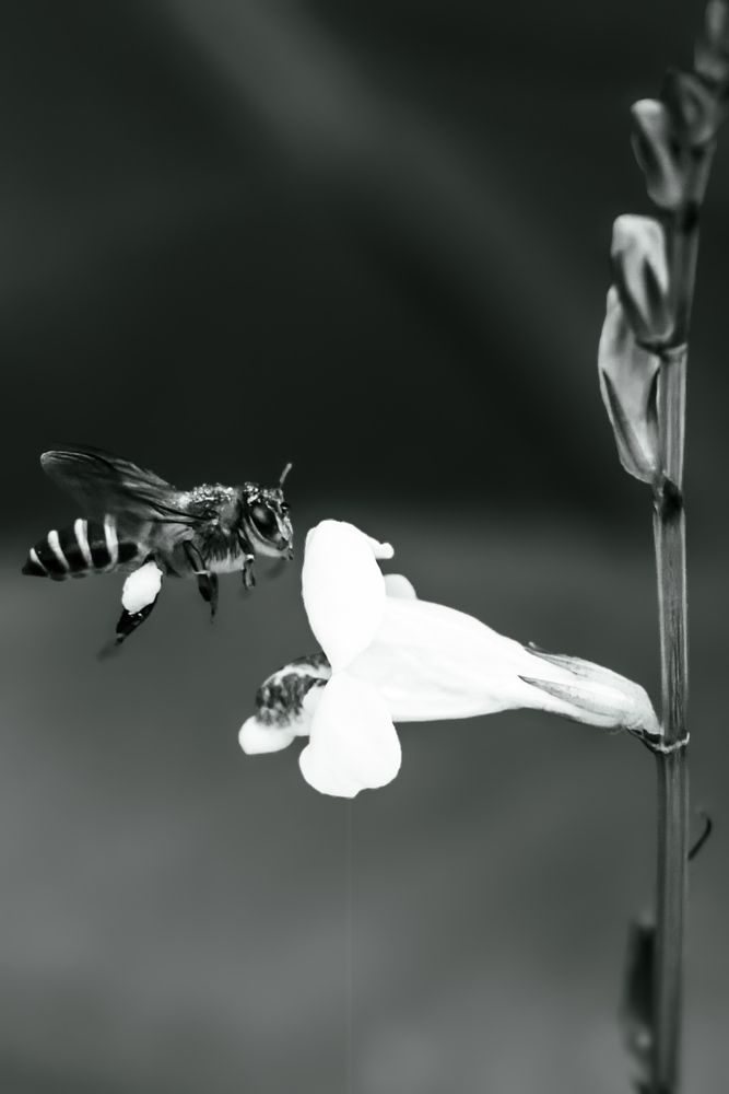 Photograph by Sutan Naga Effendy