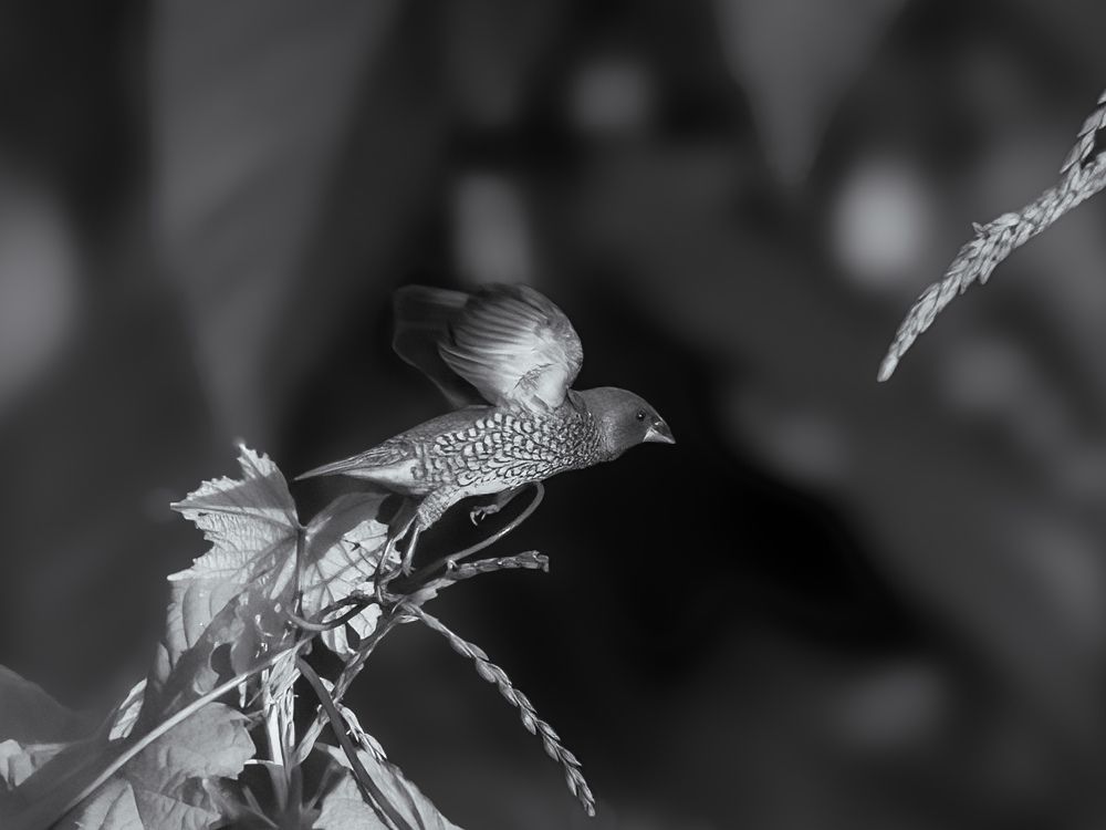 Photograph by Sutan Naga Effendy