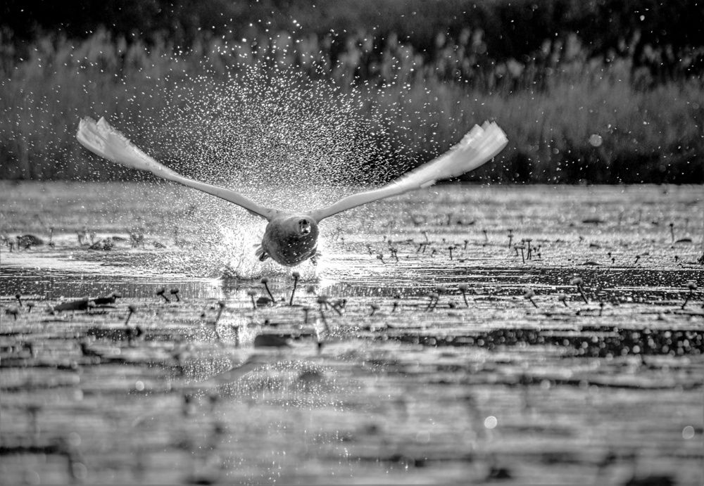 Photograph by Алексей Сиваков