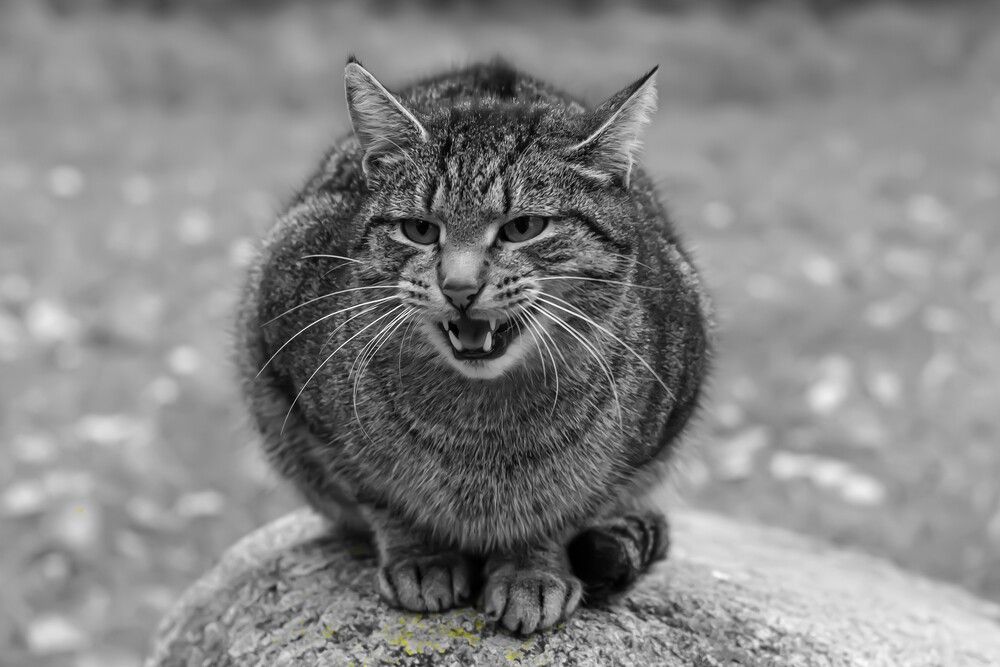 Photograph by Сергей Градский
