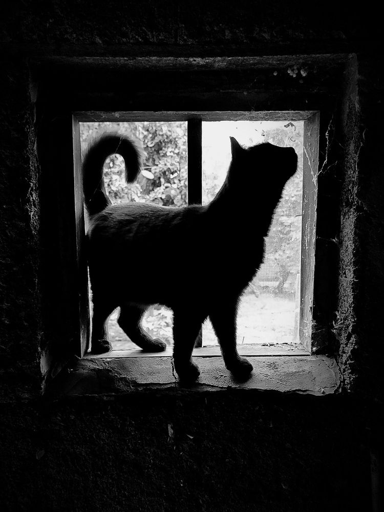 Black cat