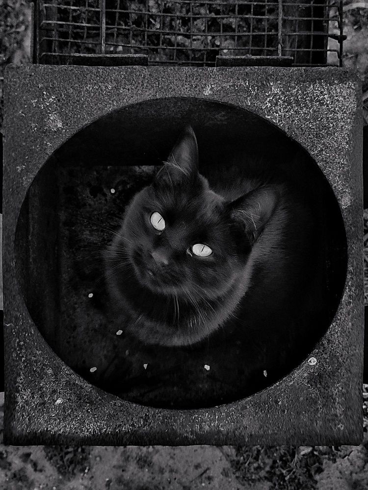 Black cat