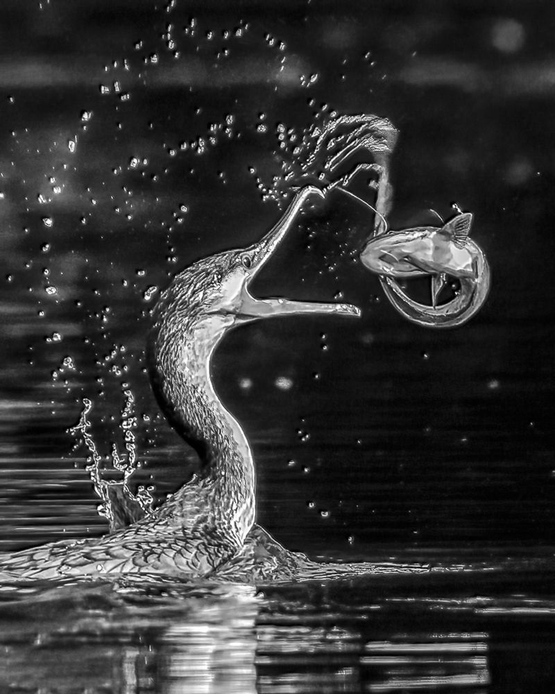 Photograph by Ashit Gandhi