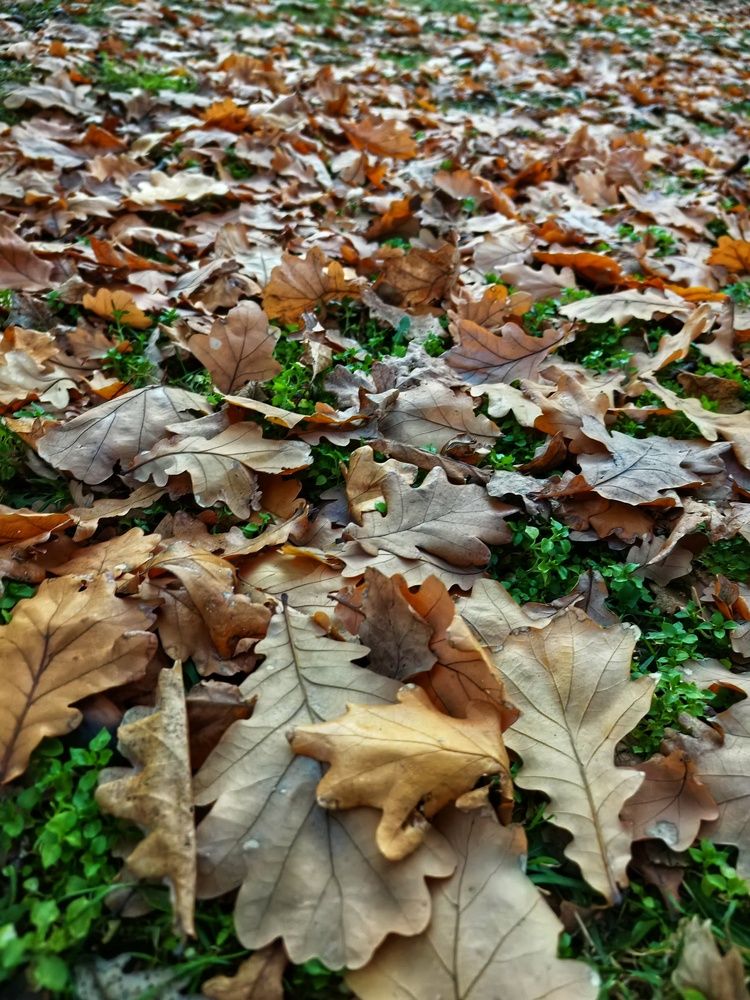 Photograph by Елена Оборник