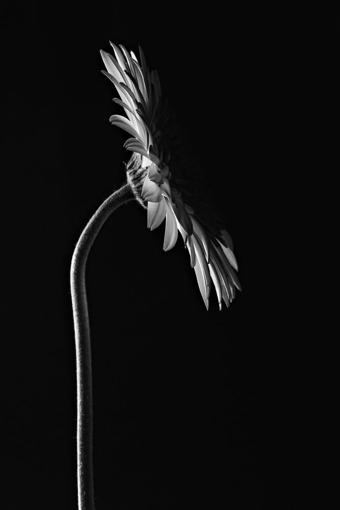 Photograph by Эльвира Полудницына