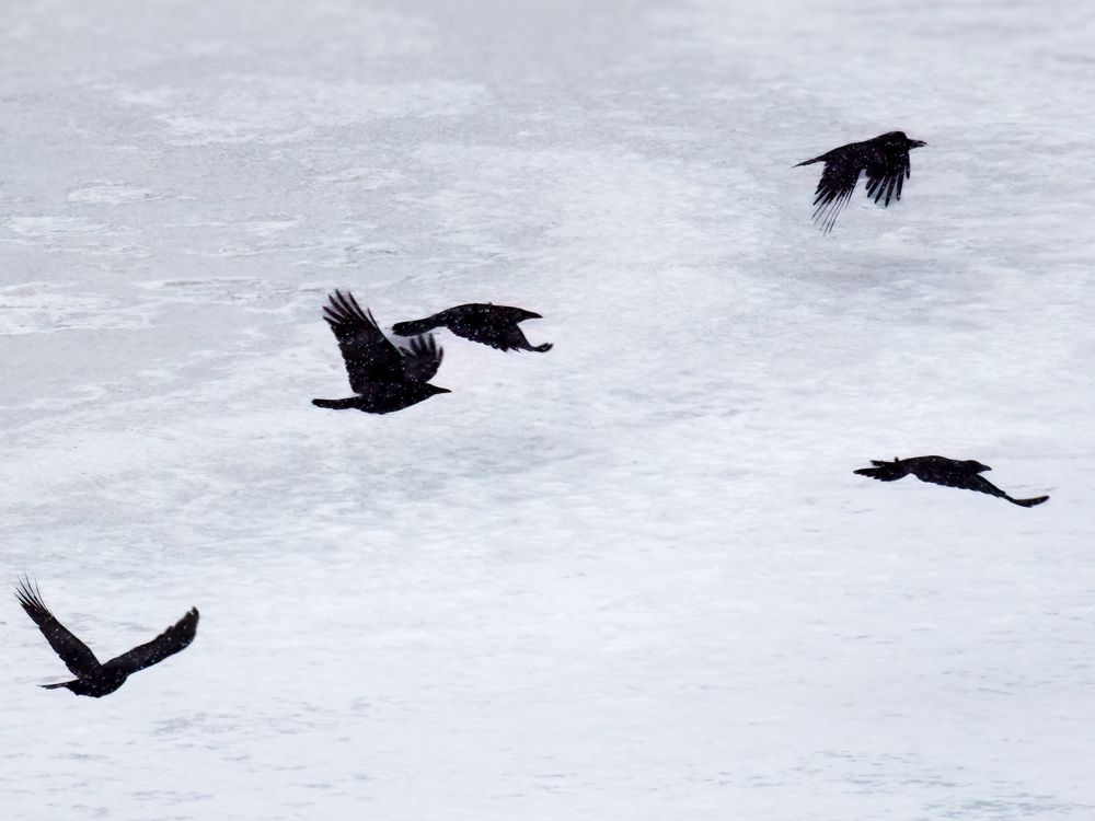 Photograph by Wong Fei Hung