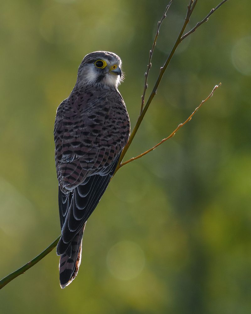 Photograph by PAPKIAURI TORNIKE