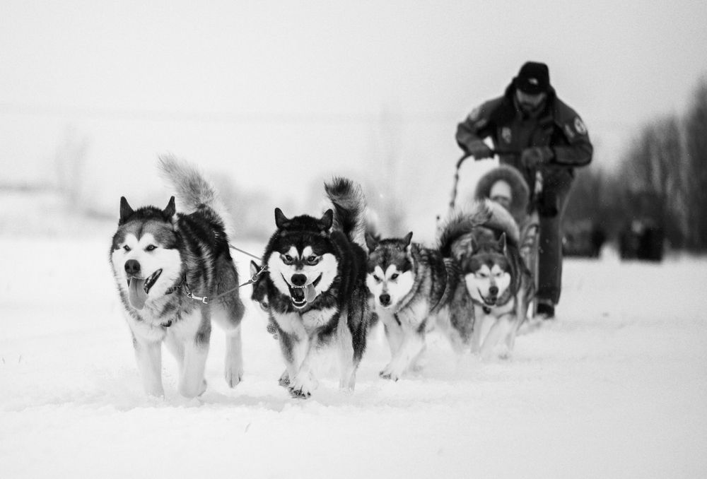 Photograph by Алексей Пирязев