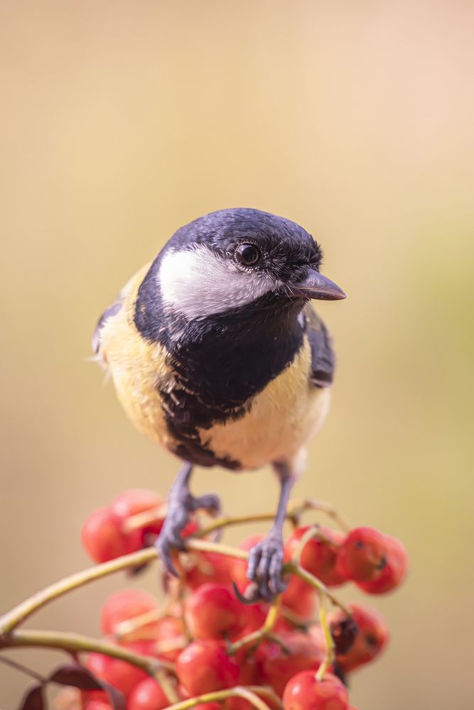 Photograph by Бурикова Екатерина