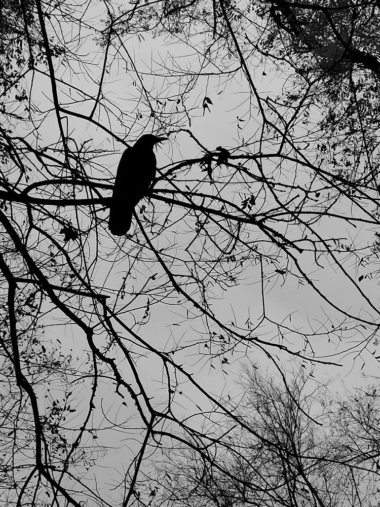 Black raven on a tree