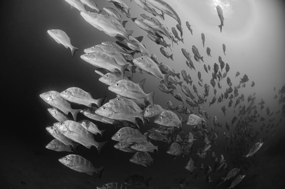 Photograph by ANTONIO RUVER BANDEIRA