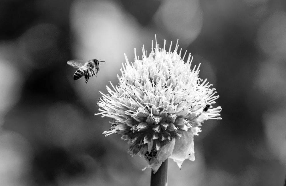 Photograph by Дария Ризниченко