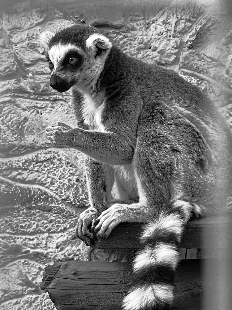 Фотография автора Елизавета Станкевич