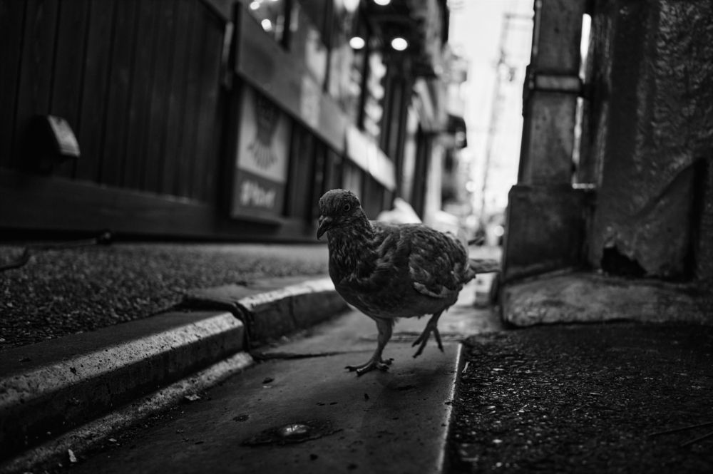 Photograph by LuqK
