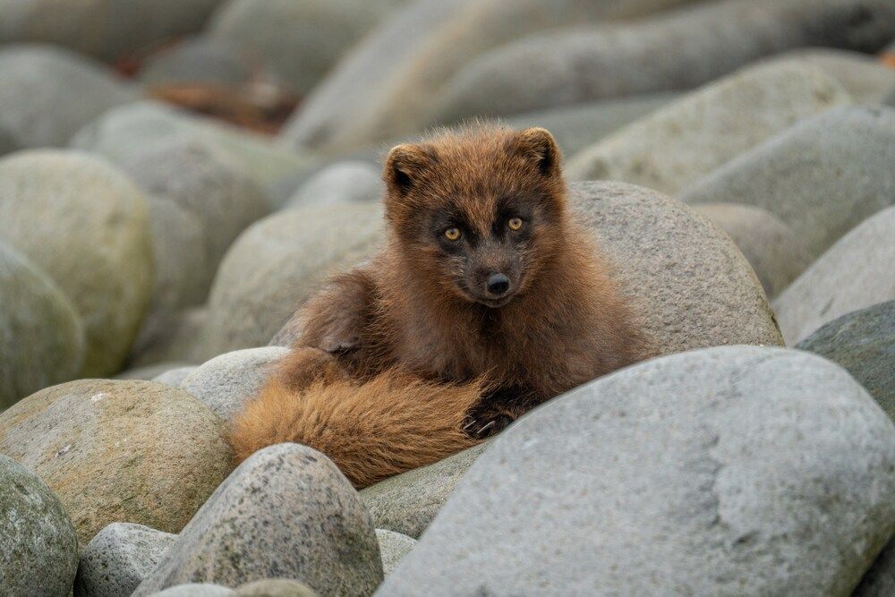 Photograph by Andrey Gusarov