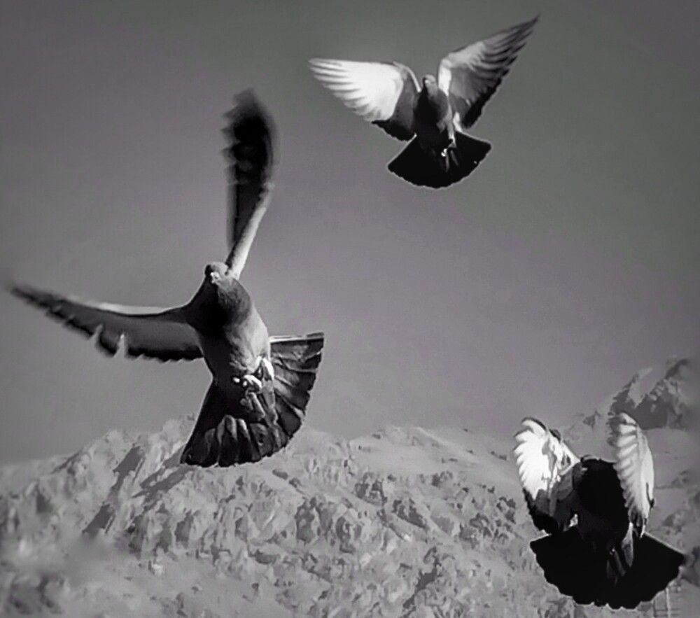 Fly in Motion