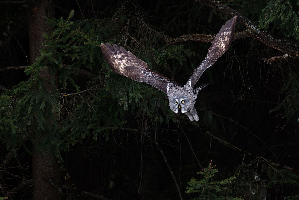 Пикирование бородатой неясыти