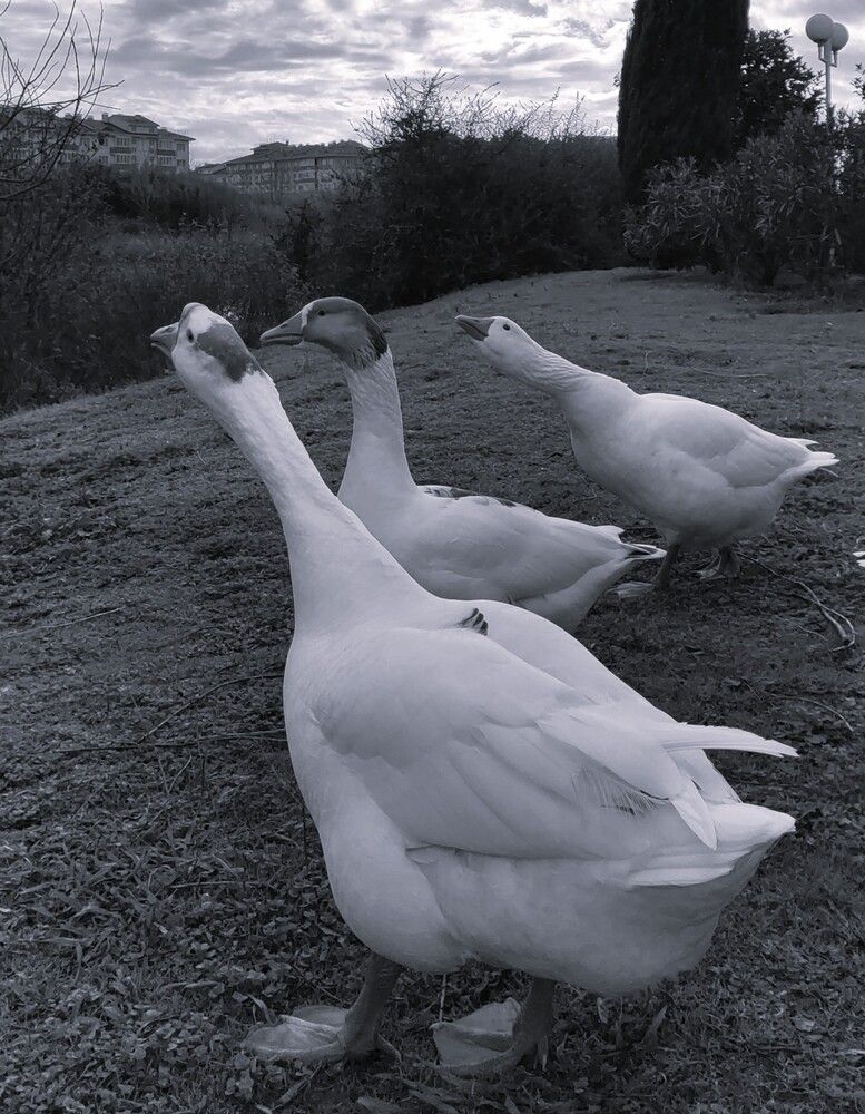 Photograph by Галина Бессуднова