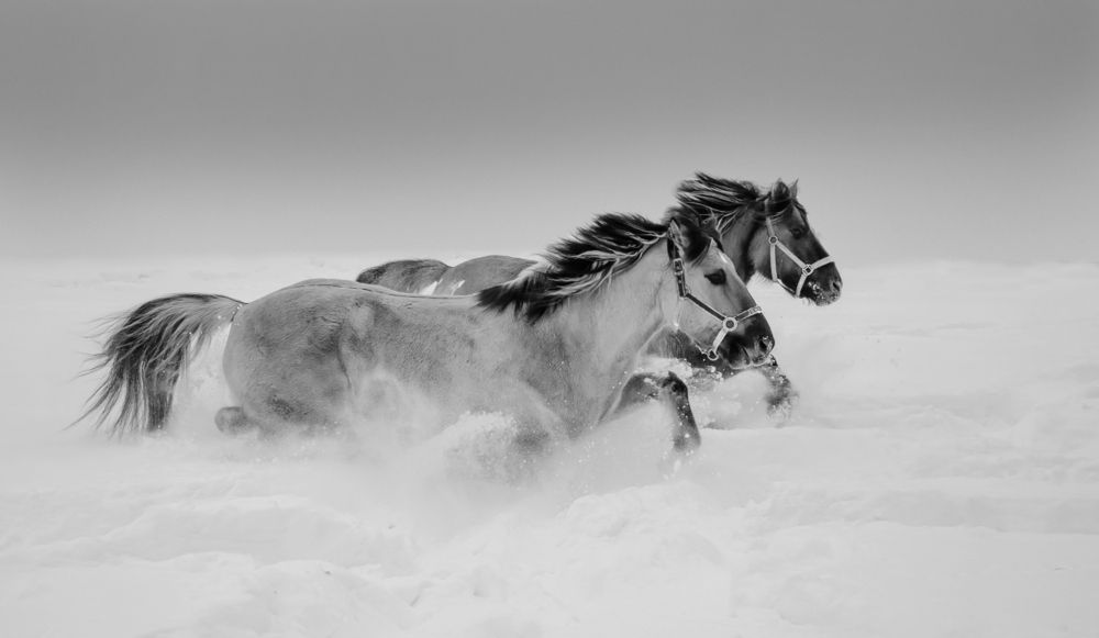 Движение в снега /movement into the snow