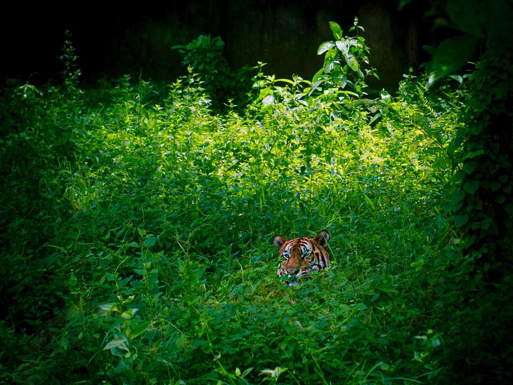 Photograph by ASHFAQUL MAJID