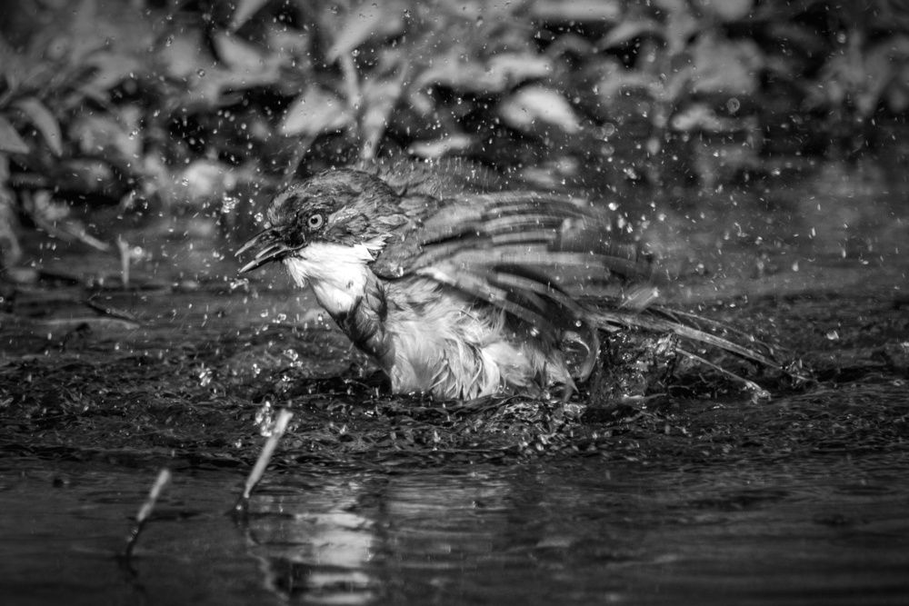 Photograph by Shalini Jain