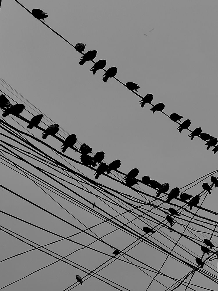 Flock of birds