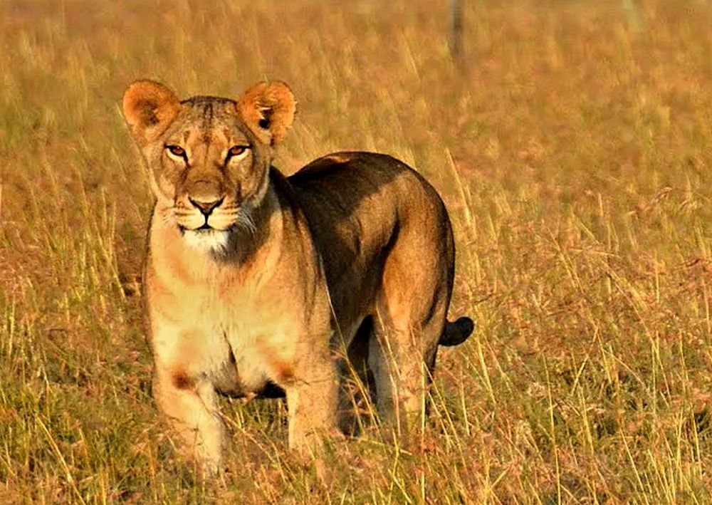 Львица в жаркой саване