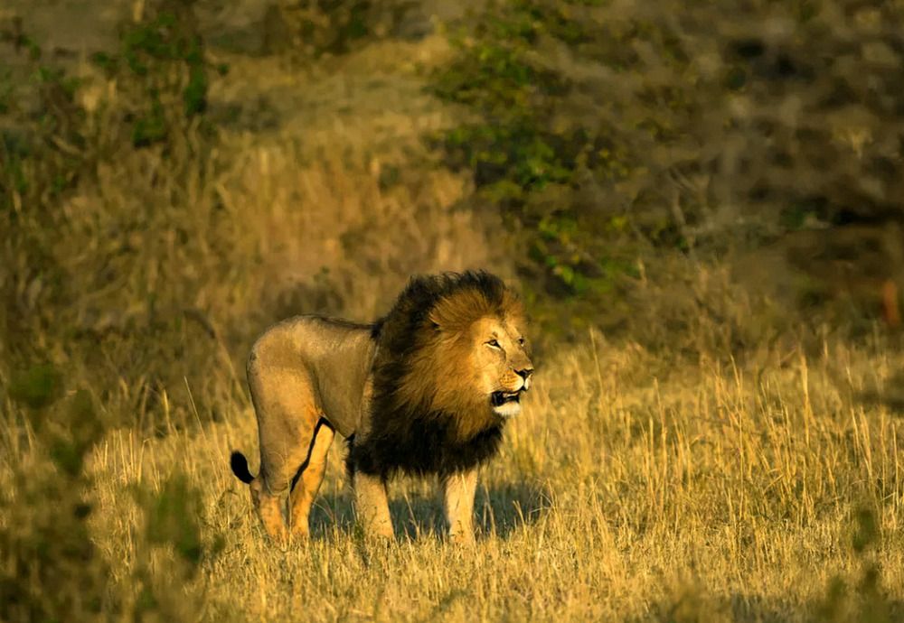 Лев в поисках