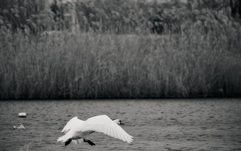 Photograph by Константин Громов