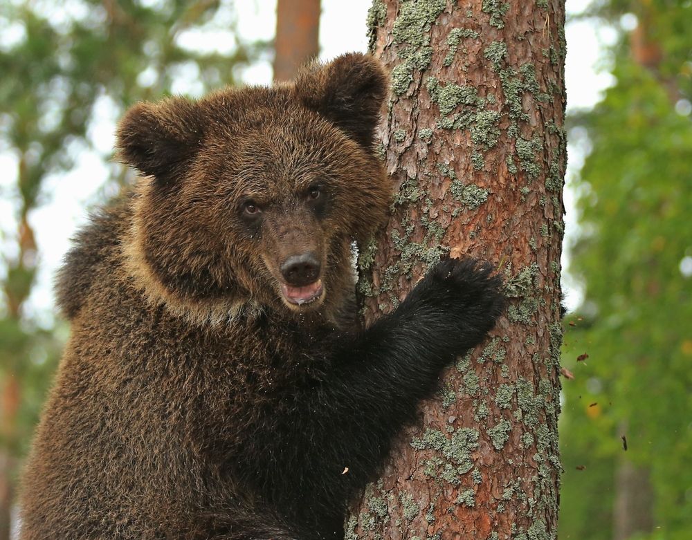 Фотография автора Юрий Кетель