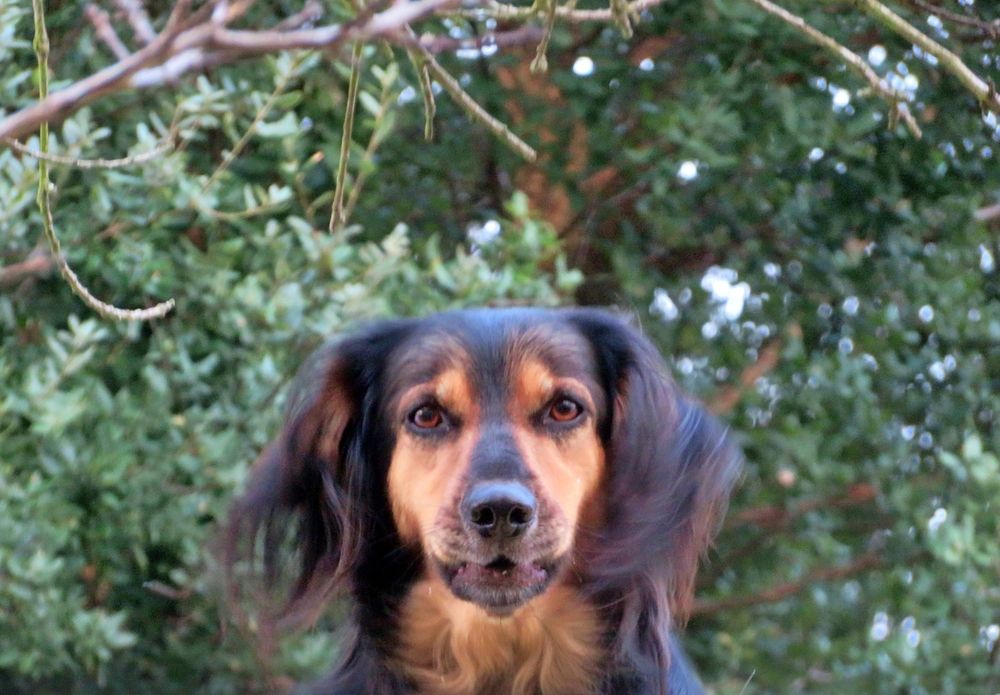 Pet´s portrait