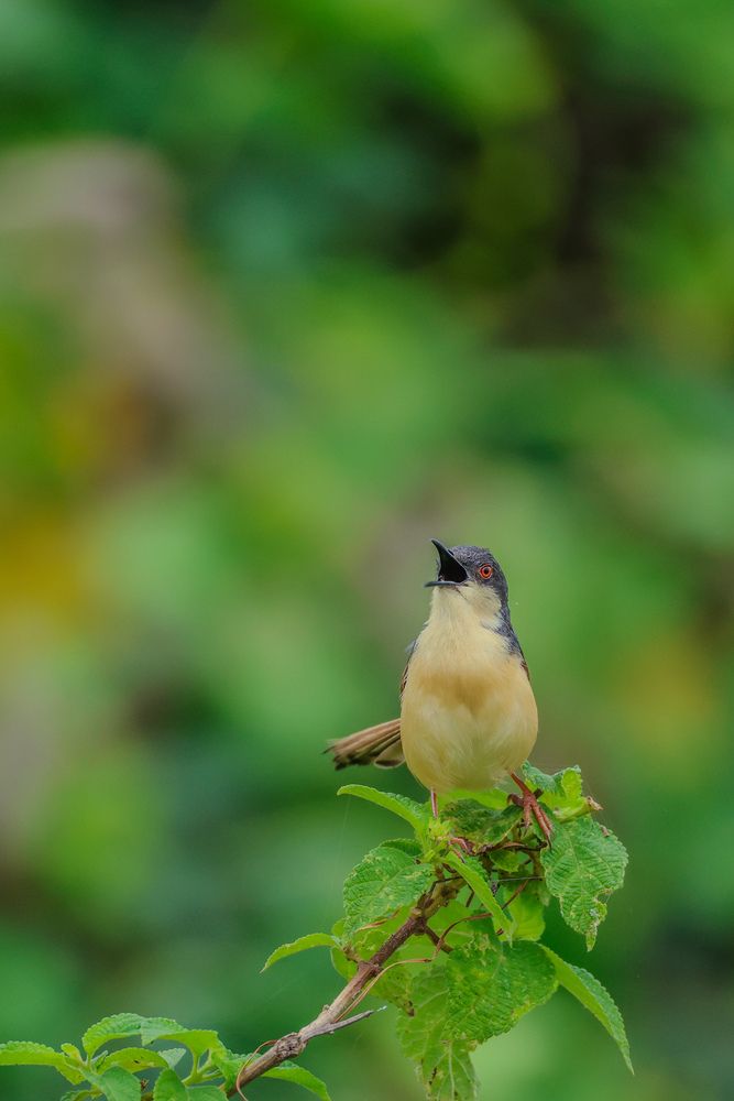 Photograph by Shalini Jain