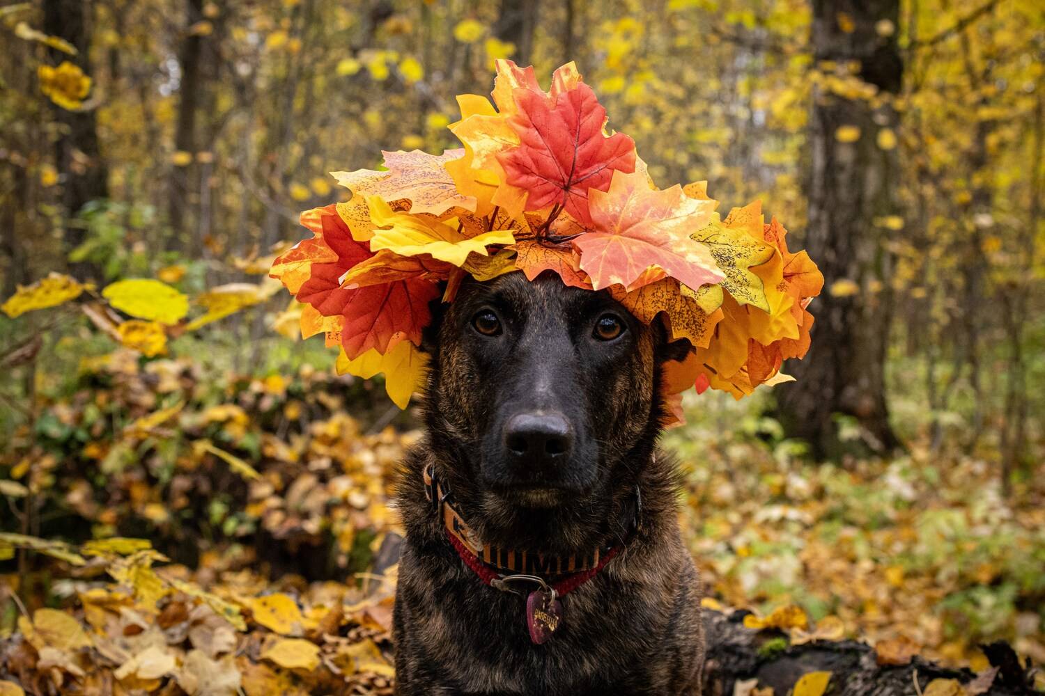В красках осени