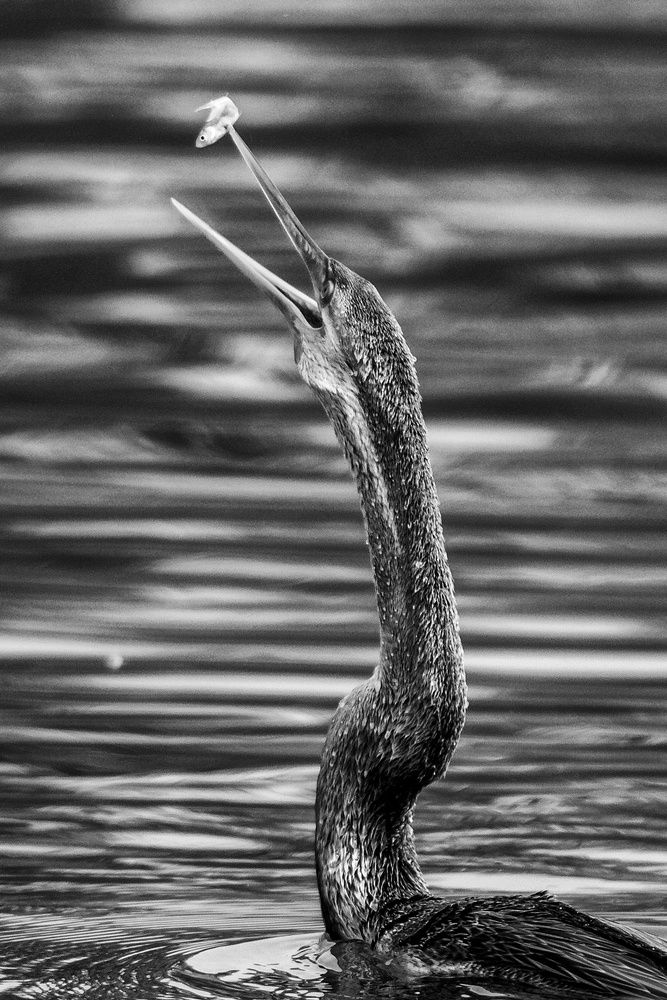 Photograph by Shalini Jain