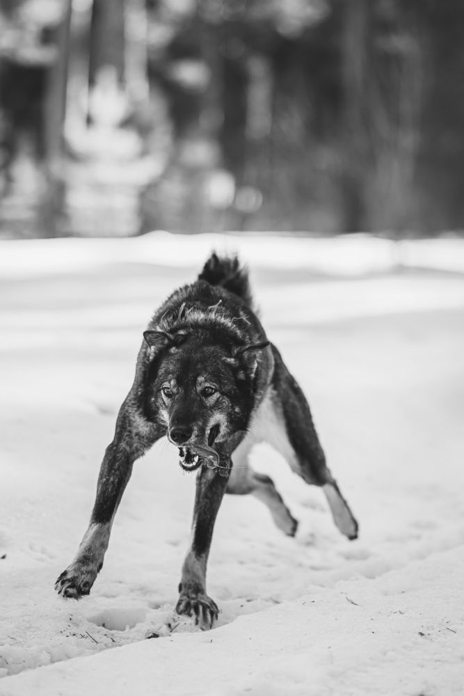 Фотография автора Тимур Даутов