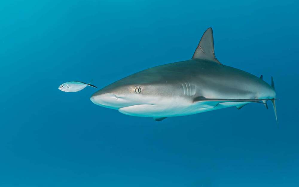 Photograph by Shuo-Wei Chang