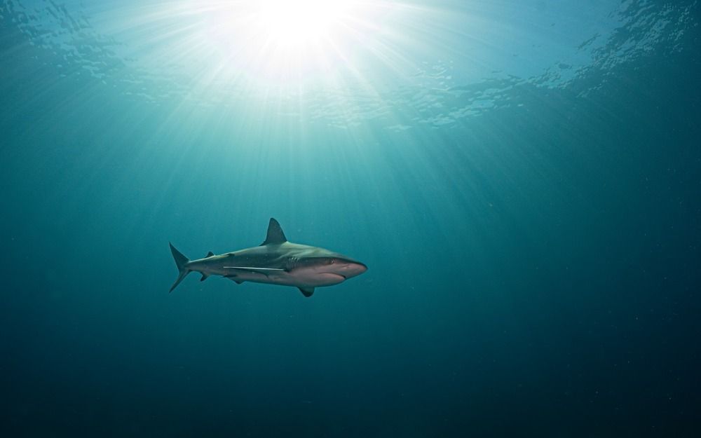 Photograph by Shuo-Wei Chang