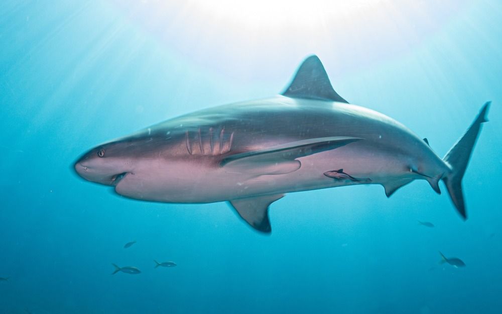 Photograph by Shuo-Wei Chang