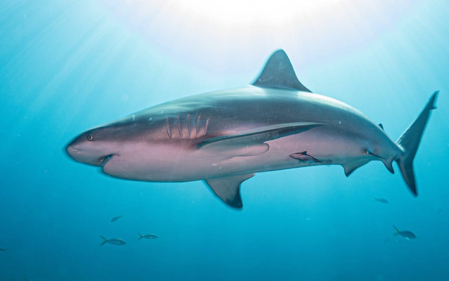 Фотография #12819020