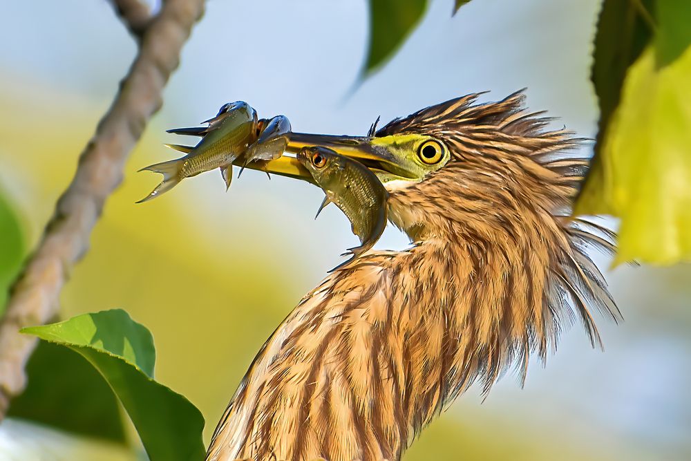 Photograph by NIKHIL PAUL