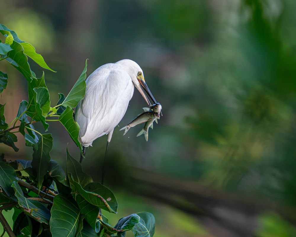 Photograph by NIKHIL PAUL