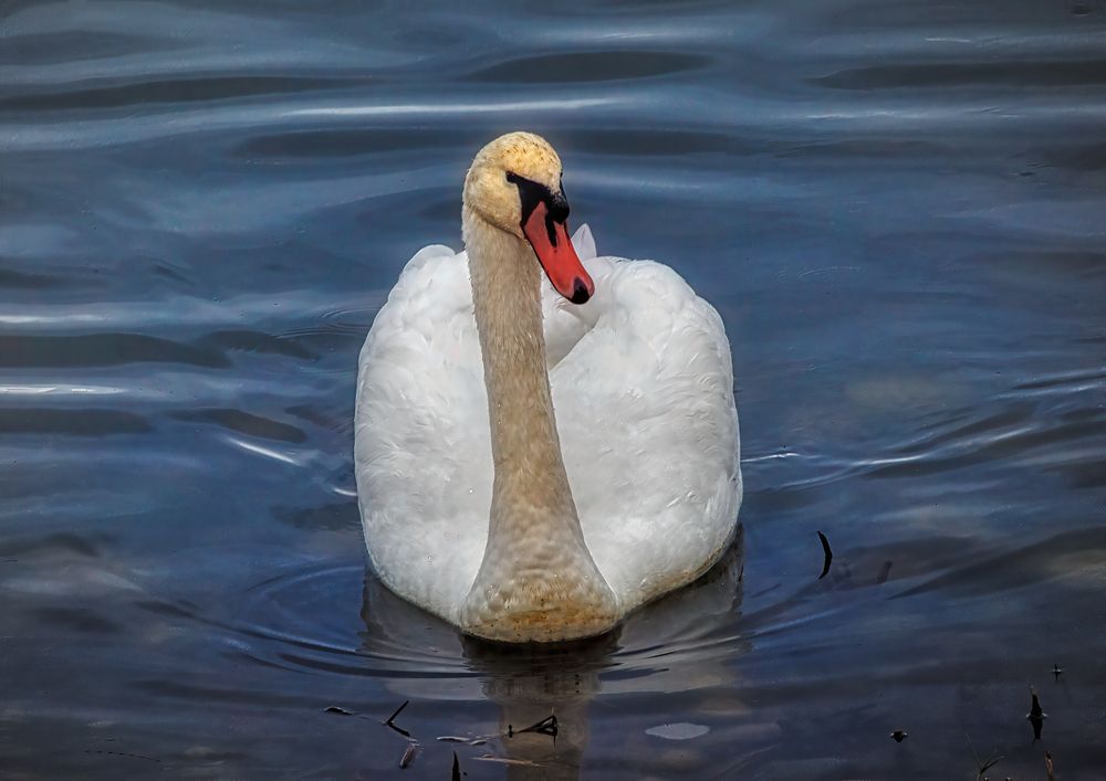 Photograph by Владимир Кваша