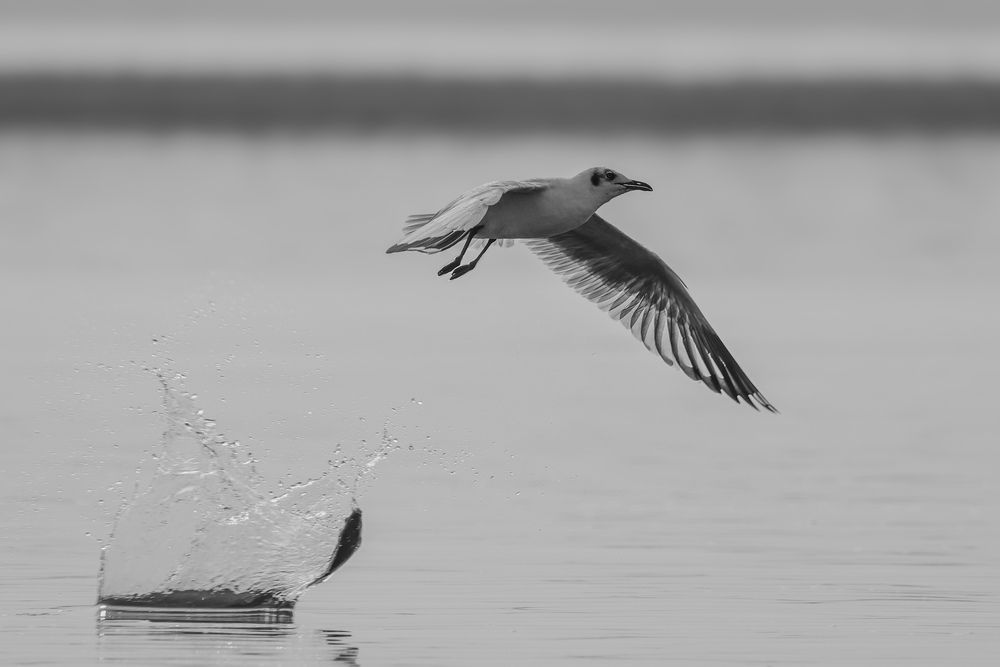 Photograph by Shalini Jain