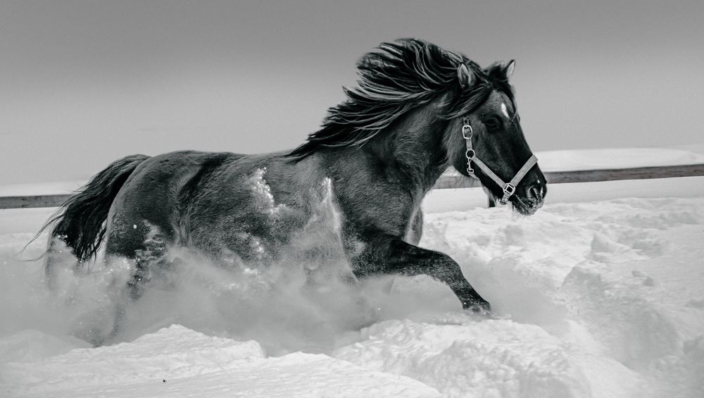 В белоснежных снегах