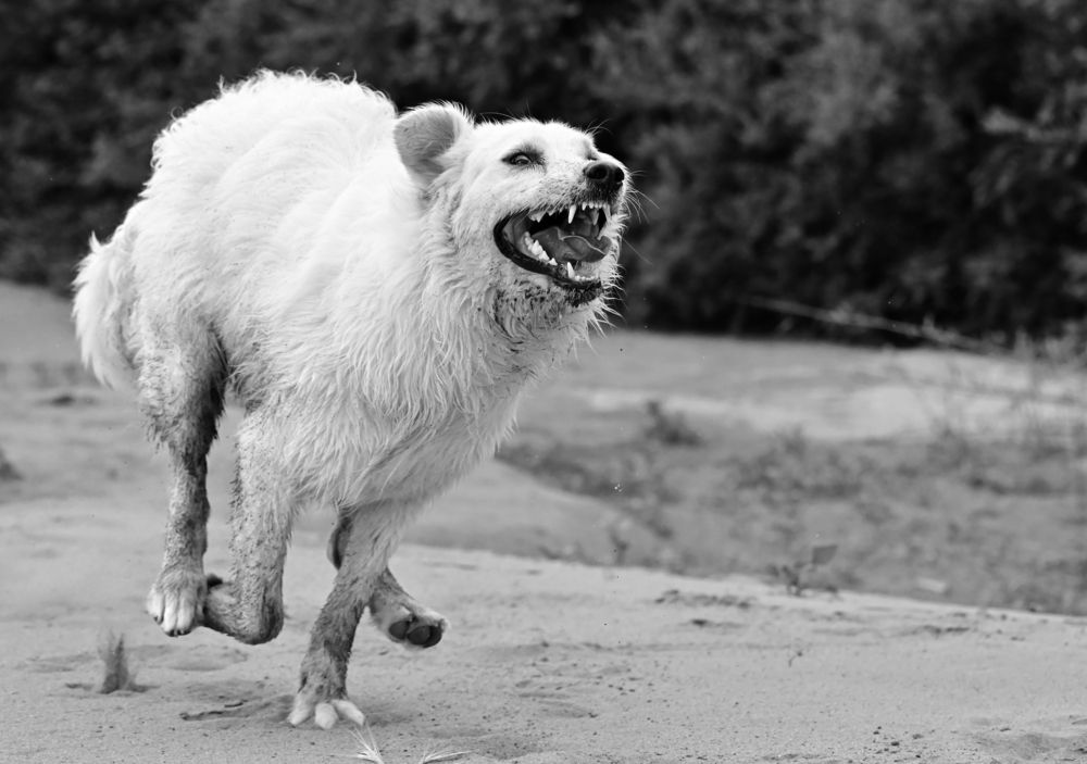 Photograph by Светлана Ивановна