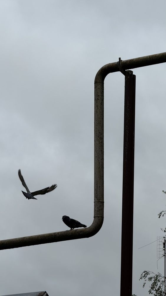 Photograph by Светлана Родионова